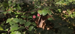 Celtis julianae