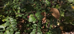 Celtis julianae