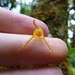 Masdevallia walteri - Photo (c) thibaudaronson, some rights reserved (CC BY-SA), uploaded by thibaudaronson
