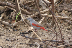 Pytilia phoenicoptera