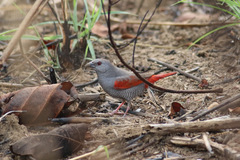 Pytilia phoenicoptera