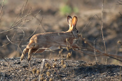 Lepus victoriae