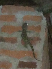 Gekko gecko