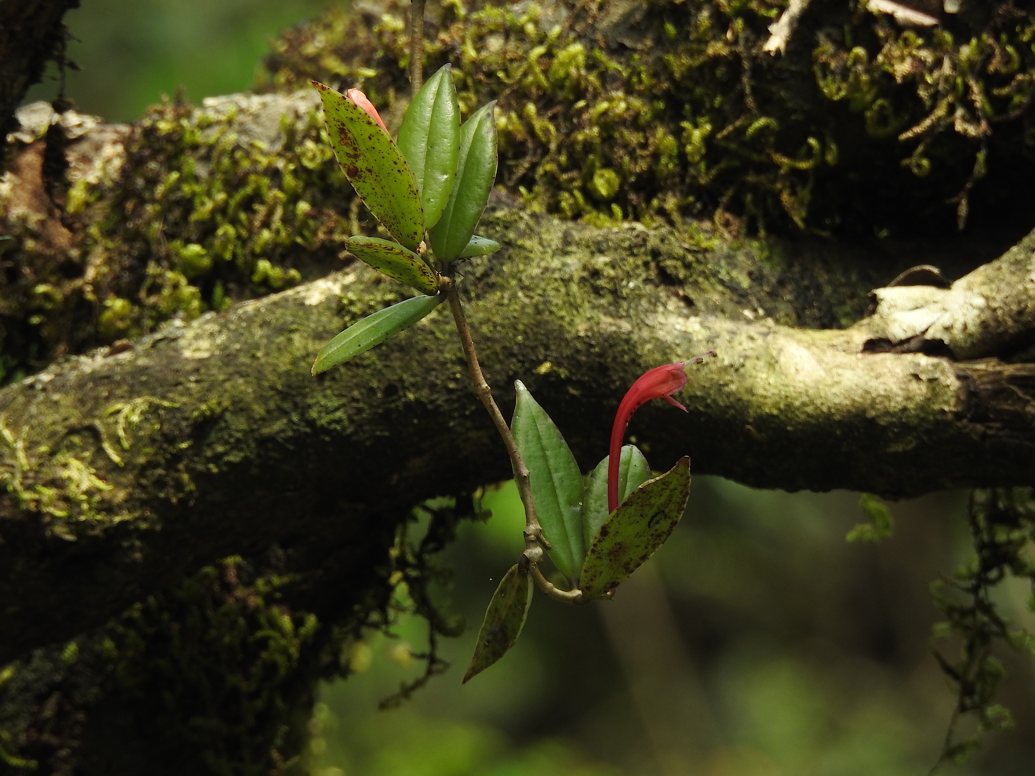 Aeschynanthus perrottetii