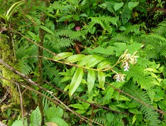 Epidendrum exasperatum