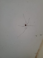 Dicranopalpus ramosus