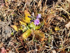Primula algida