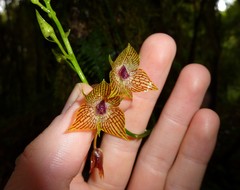 Telipogon glicensteinii