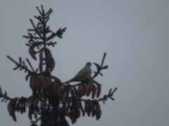 Streptopelia decaocto