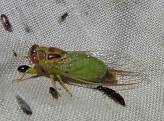 Palapsalta ligneocauda