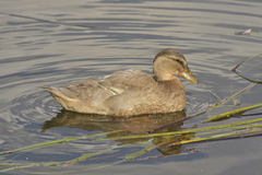 Anas platyrhynchos domesticus