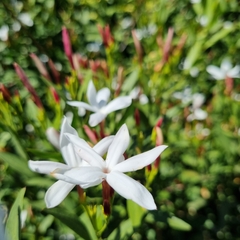 Jasminum glaucum