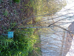 Amelanchier arborea arborea
