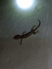 Gekko gecko