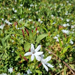 Jasminum glaucum