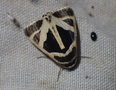 Xenogenes gloriosa