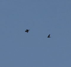 Psittacara holochlorus