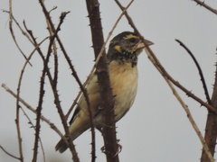 Ploceus benghalensis