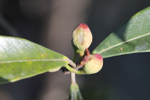 Image of Ficus variolosa by no rights reserved