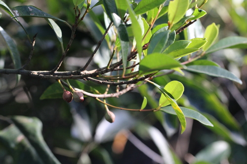 Image of Ficus variolosa by no rights reserved