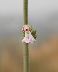 Stachys distans