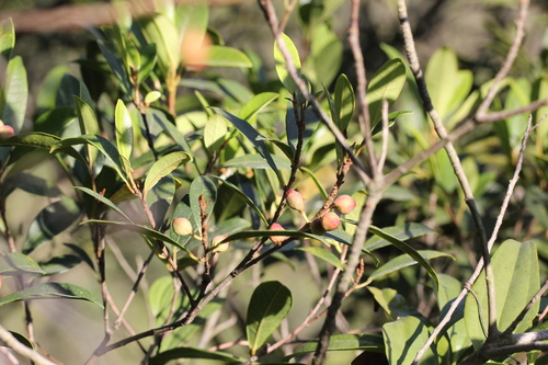 Image of Ficus variolosa by no rights reserved
