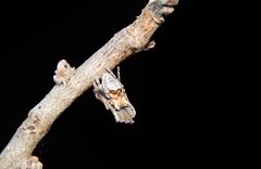 Cyphalonotus larvatus