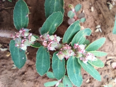 Euphorbia thymifolia