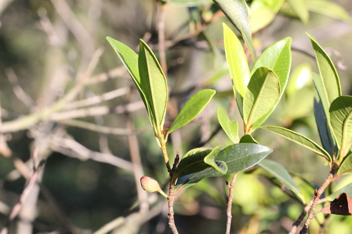 Image of Ficus variolosa by no rights reserved