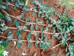Euphorbia thymifolia