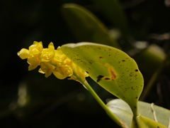 Bulbophyllum rosemarianum