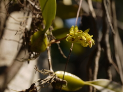 Bulbophyllum rosemarianum