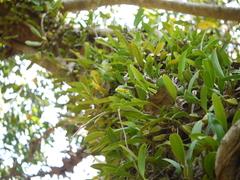 Bulbophyllum rosemarianum