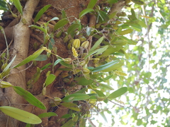 Bulbophyllum rosemarianum