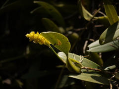 Bulbophyllum rosemarianum