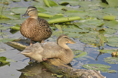 Anas platyrhynchos domesticus
