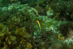 Halichoeres dimidiatus