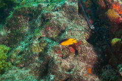 Stegastes rocasensis