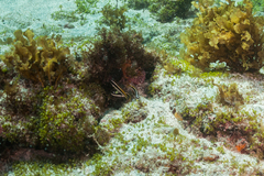 Thalassoma noronhanum