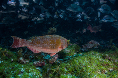 Gray Parrotfish photo 2