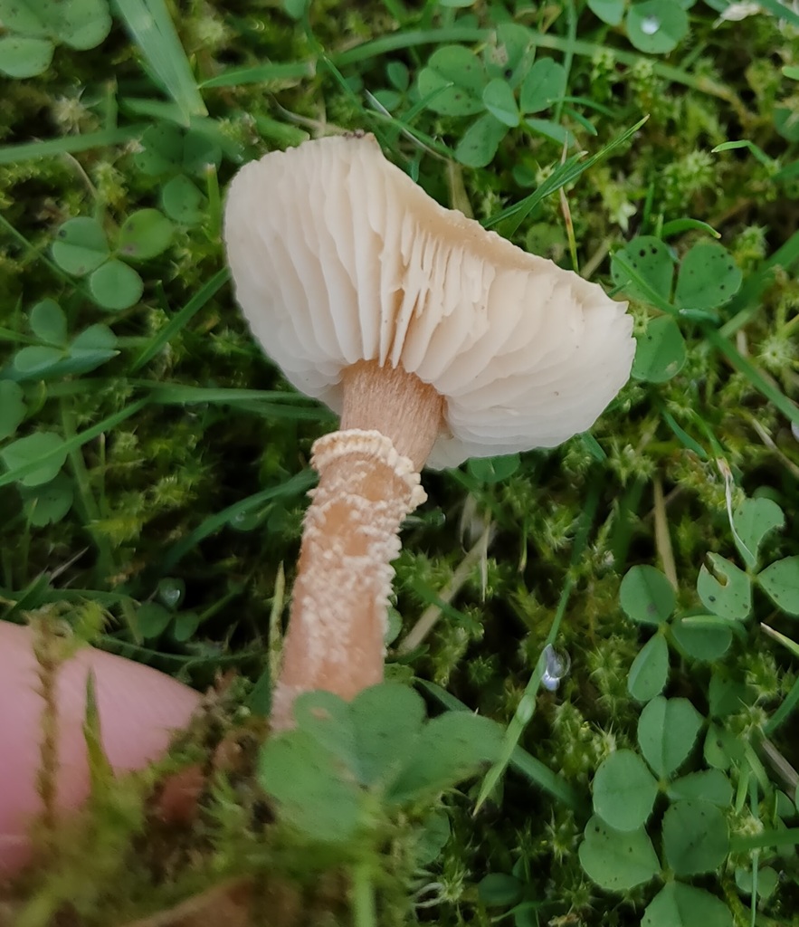 Earthy Powdercap from Bolton, UK on November 20, 2021 at 01:27 PM by ...