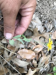 Amblyolepis setigera