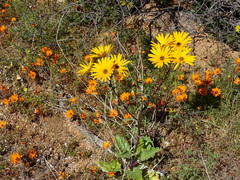 Osteospermum amplectens