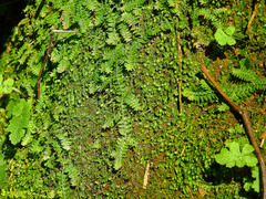 Selaginella heterostachys
