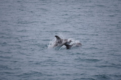 Lagenorhynchus albirostris
