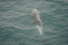 Lagenorhynchus albirostris