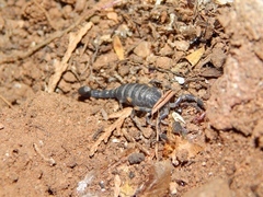 Uroplectes flavoviridis