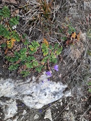 Erodium fumarioides