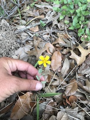 Amblyolepis setigera