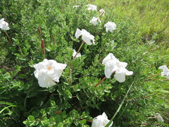 Mandevilla